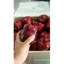 New Crop Fresh Apple Fruits Huaniu Apple with Cheap Price